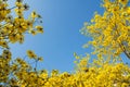 Yellow flowers background Royalty Free Stock Photo