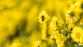 Yellow flowers background, Yellow chrysanthemums daisy flower background, Yellow flower blooming chrysanthemum background, Fields