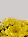 Yellow flowers on background, mock-up. Spring flowers on a pastel background, picture for greeting card or invitation, place for Royalty Free Stock Photo