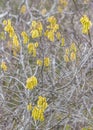 Yellow Flowers Background