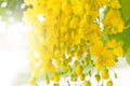 Yellow flowers Background