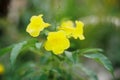 Yellow flowers in Bangkok Thailand by film photography