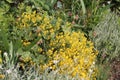 Yellow flowers of Basket-of-gold plant or Aurinia saxatilis syn. Alyssum saxatile in garden