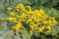 Yellow flowers of Basket-of-gold plant or Aurinia saxatilis syn. Alyssum saxatile