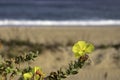 Yellow flowers Beach evening primrose closeup on the background of the sea Royalty Free Stock Photo