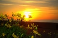 Yellow flowers and beach sunrise Royalty Free Stock Photo