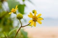 Yellow flowers on the beach Royalty Free Stock Photo