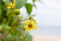 Yellow flowers on the beach Royalty Free Stock Photo