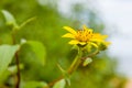 Yellow flowers on the beach Royalty Free Stock Photo