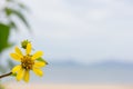 Yellow flowers on the beach Royalty Free Stock Photo