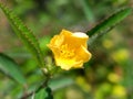 Yellow flowers is so beautiful