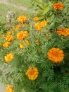 The yellow flowers beautiful blossoms