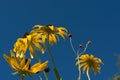 Yellow flowers with beautiful blue sky Royalty Free Stock Photo