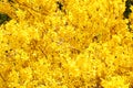 Yellow Flowers. Beautiful Forsythia Bush Bloom in Springtime