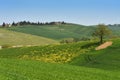 Yellow flowers with beautiful green hills during spring season near San Quirico d`Orcia Siena. Plantation of canola.