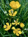 Yellow Flowers