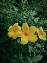 Yellow flowers with beautiful petals and green background. Royalty Free Stock Photo