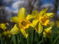 Yellow flowers on a bed. Narcissuses in the park against the background of the blue sky