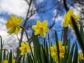 Yellow flowers on a bed. Narcissuses in the park against the background of the blue sky