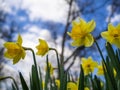 Yellow flowers on a bed. Narcissuses in the park against the background of the blue sky