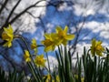 Yellow flowers on a bed. Narcissuses in the park against the background of the blue sky