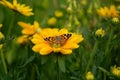 Yellow Flowers beeing pollinated by a butterfly. Royalty Free Stock Photo