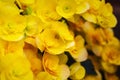 Yellow flowers begonias. Beautiful yellow Begonia Big Flower Scientific .Begonia blooming in the garden.Soft focus.Selective focus Royalty Free Stock Photo