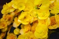 Yellow flowers begonias. Beautiful yellow Begonia Big Flower Scientific .Begonia blooming in the garden.Soft focus.Selective focus Royalty Free Stock Photo