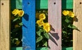 Yellow flowers behind a colorful fence. Royalty Free Stock Photo