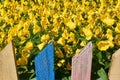 Yellow flowers behind a colorful fence. Royalty Free Stock Photo