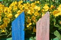 Yellow flowers behind a colorful fence. Royalty Free Stock Photo