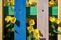 Yellow flowers behind a colorful fence. Royalty Free Stock Photo