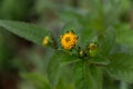 Yellow flowers of the Bidens tripartita plant, on a natural background