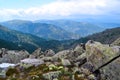 Yellow flowers among big rocks with moss in the summer blue Siberian mountains overgrown with green trees with shadows Royalty Free Stock Photo