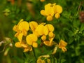 Yellow flowers of birds foot trefoil