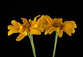 Yellow flowers on a black background Royalty Free Stock Photo