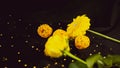 Yellow flowers on black background. Gerbera and rose on black veil with beads and decor.