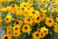 Yellow flowers Black-eyed Susan or Coneflowers in the garden. Summer and spring time Royalty Free Stock Photo