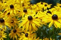 Yellow flowers Black-eyed Susan or Coneflowers in the garden. Summer and spring time Royalty Free Stock Photo