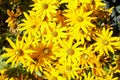 Yellow flowers Black-eyed Susan or Coneflowers in the garden. Summer and spring time Royalty Free Stock Photo