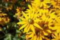 Yellow flowers Black-eyed Susan or Coneflowers in the garden. Summer and spring time Royalty Free Stock Photo