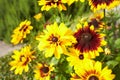 Yellow flowers Black-eyed Susan or Coneflowers in the garden. Summer and spring time Royalty Free Stock Photo