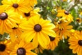 Yellow flowers Black-eyed Susan or Coneflowers in the garden. Summer and spring time Royalty Free Stock Photo