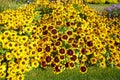 Yellow flowers Black-eyed Susan or Coneflowers in the garden. Summer and spring time Royalty Free Stock Photo