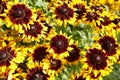 Yellow flowers Black-eyed Susan or Coneflowers in the garden. Summer and spring time Royalty Free Stock Photo