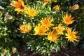 Yellow flowers Black-eyed Susan or Coneflowers in the garden. Summer and spring time Royalty Free Stock Photo