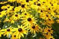 Yellow flowers Black-eyed Susan or Coneflowers in the garden. Summer and spring time Royalty Free Stock Photo