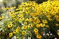 Yellow flowers Black-eyed Susan or Coneflowers in the garden. Summer and spring time Royalty Free Stock Photo