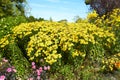 Yellow flowers Black-eyed Susan or Coneflowers in the garden. Summer and spring time Royalty Free Stock Photo