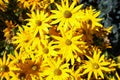 Yellow flowers Black-eyed Susan or Coneflowers in the garden. Summer and spring time Royalty Free Stock Photo